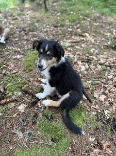 Grosser Schweizer Sennenhund