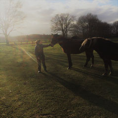 Coaching met paard