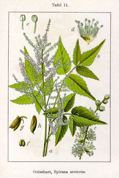 Wald-Geißbart (Aruncus dioicus, historisch Spiraea aruncus) – botanische Illustration aus „Deutschlands Flora in Abbildungen“ von Johann Georg Sturm (19. Jahrhundert), gemeinfrei