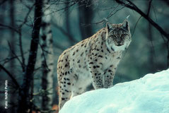 Charakteristisch für den Luchs sind seine Fleckung und die Pinselohren.