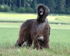 Multi-Ch. Drishaun Black Masquerade