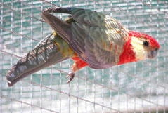 Dilute Platycercus icterotis (Stanleysittich)