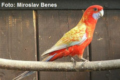 Dilute Platycercus elegans (Pennantsittich)