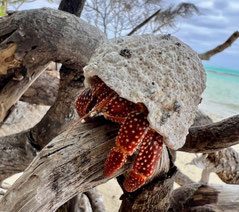 Hermit crabs rarotonga