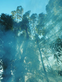 A Bushfire Attack Level assessment measures bushfire risk and threat level for a building.