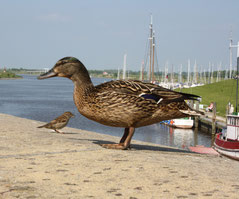 6 Ente und Spatz/Duck and Sparrow