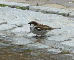 4 Spatz am Brunnen/Sparrow at a fountain