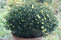 33 Chrysantheme/Chrysanthemum