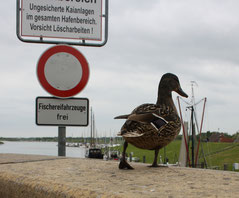 28 Ente+Schild/Duck+sign