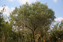 6 Olivenbaum/Olive tree