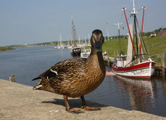 13 Ente im Hafen/Duck in the habour