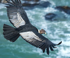 DICTÉE sur les ANIMAUX - Cm2 - le condor