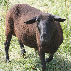 Zuchtschaf