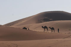 Dromadaires en plein désert