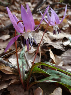 Erythronium dens-canis, Cantal (photo ugo)