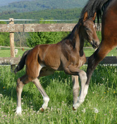 SF von Secret x Quarterback