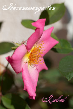 Hexenrosengarten Rosen Teehybride Mc Gredy Isobel 