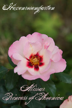 Rosen Hexenrosengarten Strauchrose Harkness Hulthemia Persica Persische Wildrose Alissar Princess of Phoenica