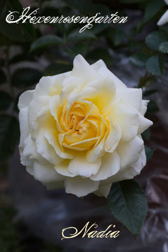 Rosen Hexenrosengarten Bodendeckerrose Meilland Nadia