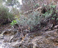 Thyme growing in the rock