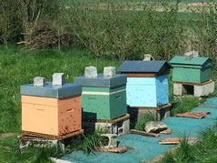 Les ruches du rucher école de la Maison du Miel et des Abeilles du Val Dunois