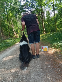 Training der Rally Obedience-Gruppe im Wald