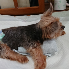 椎間板ヘルニアを罹患したミニチュアシュナウザーの犬のリハビリ