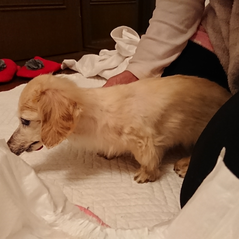 椎間板ヘルニアを罹患したミニチュアダックスの犬のリハビリ