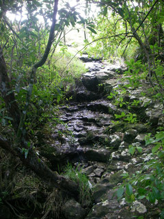 Haruru Falls Track