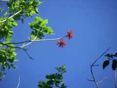 Flame Tree