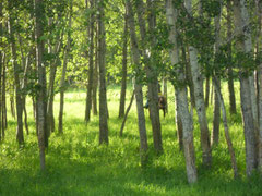 Summer's lush greenery