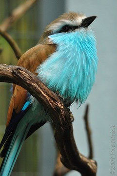Pat Ulrich pic turquoise breasted bird