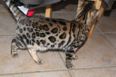 chat chine leopard osirisbengal gessi export asie asia zhang yue