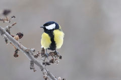 Mésange charbonnière ♂ - Quérigut (09) - 18/02/2013