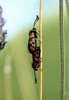 Z. algira leucopoda (Anti-Atlas occidental) 