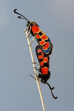 Z. beatrix courtinae (Haut Atlas central)