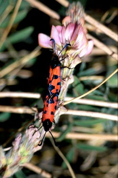 Z. alluaudi scotoesthes (Haut Atlas oriental)  