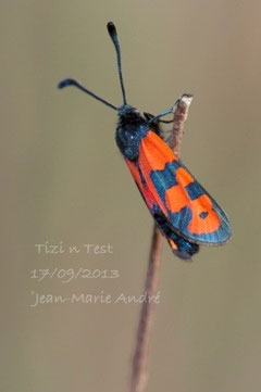 Z. alluaudi lamprotes (Haut Atlas occidental)   
