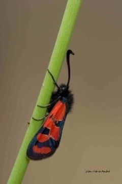Z. maroccana andrei (Haut Atlas central) 