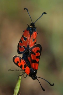 Z. beatrix courtinae (Haut Atlas central)