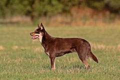 Ruby