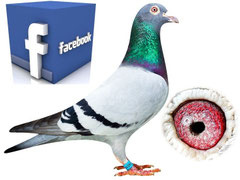 ↑↑↑Profil na Facebooku↑↑↑