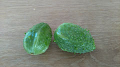 Angurische Gurke: Kleinere Früchte mit weichen Stacheln. Foto Bio Gärtnerei Kirnstötter 