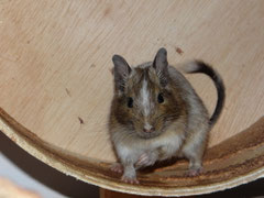 Vater: Gismo