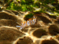 葉山は海の中の小さないのちウミウシのメッカ　photo:you