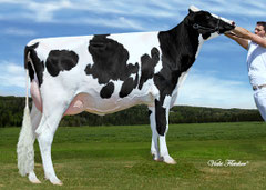 Antelimarck Dalida Goldwyn TB-86 2Y