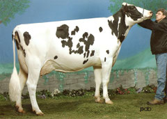 Antelimarck Dalida Morty EX-93 3E