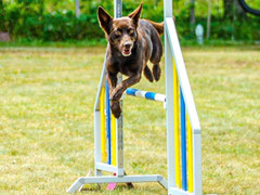 Agility Andrea Bischel Happy Ilio