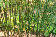 タケ ササの種類 庭木図鑑 植木ペディア タケ ササの種類 庭木図鑑 植木ペディア