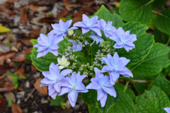 Hydrangea,Variety